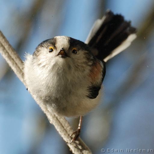 ENE-20080216-0007.jpg - [nl] Staartmees ( Aegithalos caudatus ) | Ommeren, Nederland[en] Long-tailed Tit ( Aegithalos caudatus ) | Ommeren, The Netherlands